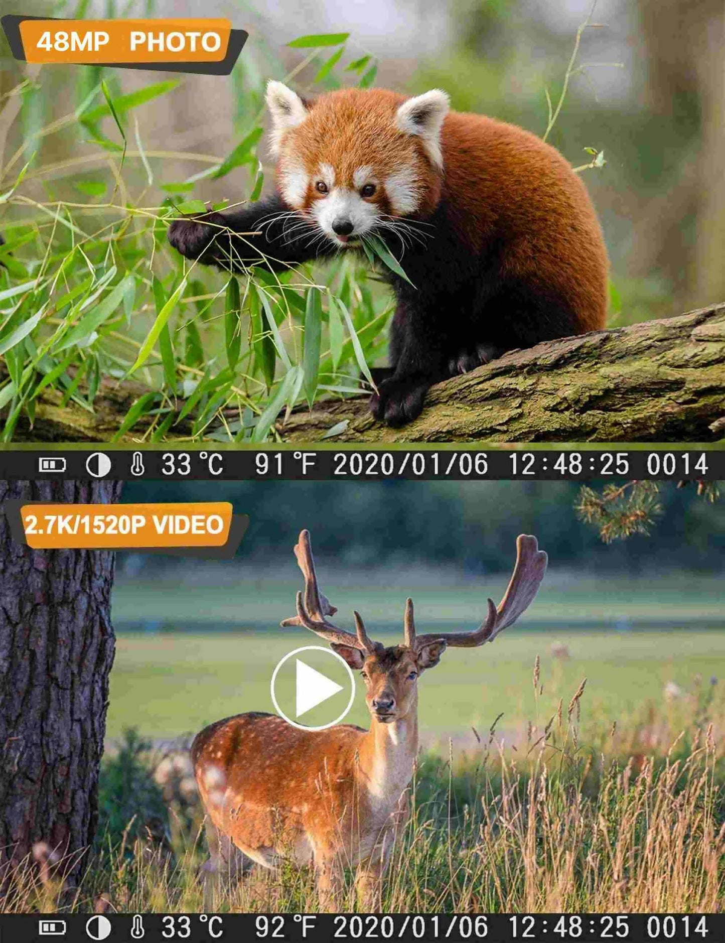 48 MP Wildkamera mit Nachtsicht (30 m) und 2,4 Zoll Farbbildschirm
